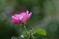 pink Bulgarian roses in the garden