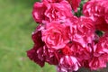 Pink Bulgarian Roses shot in a rose garden