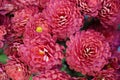 Pink burgundy chrysanthemums background