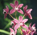 Pink, Burgundy And White Dendrobium Orchid