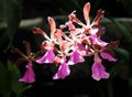 Pink Burgundy And White Orchid In Bloom