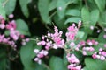 Pink Bush is a flowering plant of the family Polygonaceae, a pink clematis plant native to Mexico. Royalty Free Stock Photo