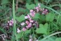 Pink Bush is a flowering plant of the family Polygonaceae, a pink clematis plant native to Mexico. Royalty Free Stock Photo