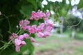 Pink Bush is a flowering plant of the family Polygonaceae, a pink clematis plant native to Mexico. Royalty Free Stock Photo