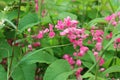 Pink Bush is a flowering plant of the family Polygonaceae, Royalty Free Stock Photo