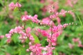 Pink Bush is a flowering plant of the family Polygonaceae, Royalty Free Stock Photo