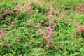 Pink Bush is a flowering plant of the family Polygonaceae, Royalty Free Stock Photo