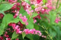 Pink Bush is a flowering plant of the family Polygonaceae, Royalty Free Stock Photo