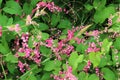 Pink Bush is a flowering plant of the family Polygonaceae, Royalty Free Stock Photo