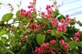 Pink Bush is a flowering plant of the family Polygonaceae, a pink clematis plant native to Mexico. Royalty Free Stock Photo