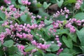 Pink Bush is a flowering plant of the family Polygonaceae, a pink clematis plant native to Mexico. Royalty Free Stock Photo