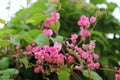 Pink Bush is a flowering plant of the family Polygonaceae, a pink clematis plant native to Mexico. Royalty Free Stock Photo