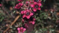 Pink bush flowers close up with blurred background