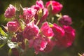 Pink Bush Roses Royalty Free Stock Photo