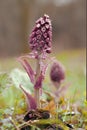 Pink butterbur flower on the forest floor