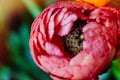 Pink buttercup flower Royalty Free Stock Photo