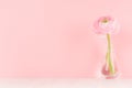 Pink buttercup flower in modern transparent vase on soft light pastel background and white wood table, copy space.