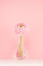 Pink buttercup flower in modern transparent vase on soft light pastel background and white wood table, copy space, vertical.