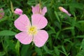 Pink buttercup flowers