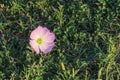 Pink buttercup, oenethera speciosa, in grass, clover and weeds.