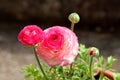 Pink Buttercup or Ranunculus Pink flowering ornamental plants with brightly coloured densely layered pink flowers