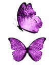 Pink butterflies isolated on white background. tropical moths. insects for design. watercolor paints