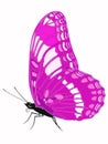 Pink butterfly