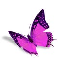 Pink Butterfly