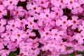 Butterfly bush Buddleja davidii blooming