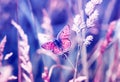 Pink butterfly, copper-butterfly sits on a Sunny summer meadow in pastel colours and warm light Royalty Free Stock Photo