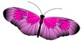 Pink butterfly. Elegant patterned wing flying insect