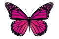 Pink Butterfly Royalty Free Stock Photo