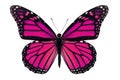 Pink Butterfly