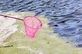 A pink butterfly net on a river background. Investigation of plant and animal life of reservoirs_ Royalty Free Stock Photo