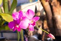 Pink butterfly orchid Vanda flower phalaenopsis or falah blur green leaves background. Royalty Free Stock Photo