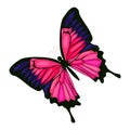 Pink butterfly vector icon on a white background. Insect illustration isolated on white. Decorative butterfly realistic