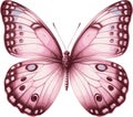 Pink Butterfly Vector Illustration Royalty Free Stock Photo