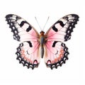 Pink Butterfly On White Background: A Meticulously Detailed Aerial View Royalty Free Stock Photo