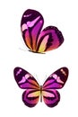 pink butterfly with yellow spots in the fas and profile isolated on a white background Royalty Free Stock Photo