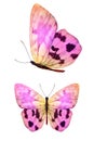 pink butterfly with yellow spots in the fas and profile isolated on a white background Royalty Free Stock Photo