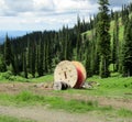 Pink cable spools in the forest Royalty Free Stock Photo