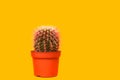 Pink Cactus. Art Gallery Fashion Design. Minimal Stillife. Concept on Yellow background Royalty Free Stock Photo