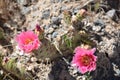 Pink cactus blooms Royalty Free Stock Photo