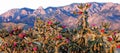 Pink Cactus Blooms at Purple Pink Blue Sandia Mountains Royalty Free Stock Photo