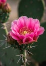 Pink Cactus Blossom Closeup Royalty Free Stock Photo