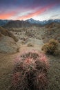 Pink Cactus, Boulders, and Lone Pine Peak During Beautiful Sunset in Alabama Hills, Lone Pine, California Royalty Free Stock Photo