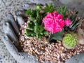 Pink Cactus in Cement Hand