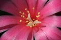 Pink cactus flower