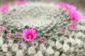 Pink cactus flower