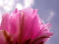 Pink Cactus Flower Blue Sky Royalty Free Stock Photo